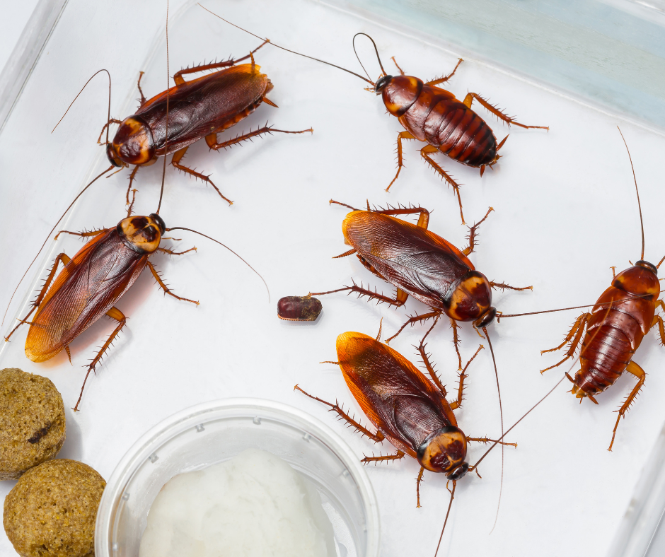 Several cockroaches scattered across a white kitchen surface, showcasing the importance of Don Valley Pest Management’s professional pest control in Doncaster to prevent infestations.