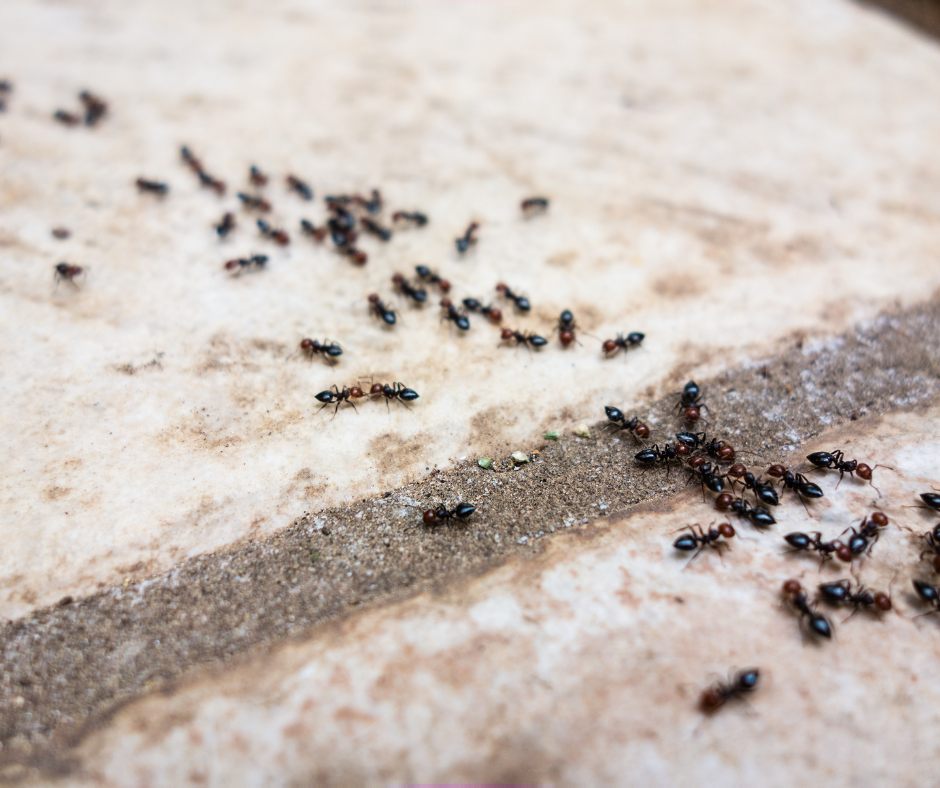 A trail of ants leading to food scraps in a pantry, emphasizing the need for Don Valley Pest Management’s pest control in Doncaster to protect food storage areas.