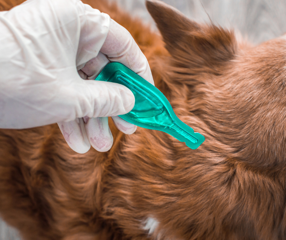 A flea treatment being applied to a dog’s neck, emphasizing how Don Valley Pest Management helps prevent flea infestations with professional pest control in Doncaster.