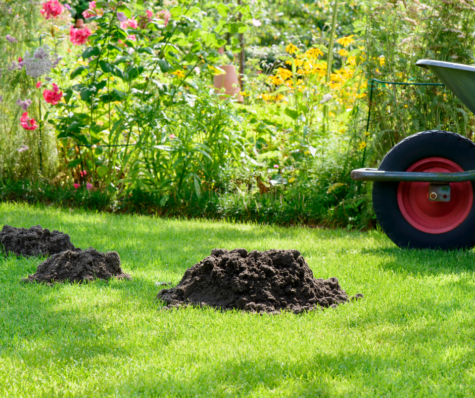 A mole hill in a well-kept garden, emphasizing the need for Don Valley Pest Management’s pest control in Doncaster to handle mole infestations.