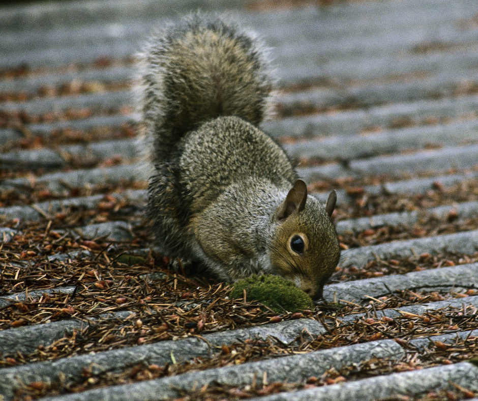 A squirrel eating a nut on the ground, showcasing the importance of Don Valley Pest