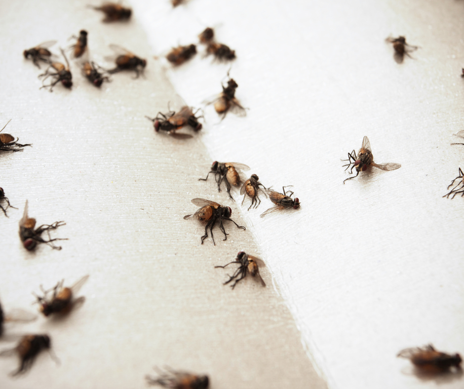 A close-up of cluster flies on a sheet, highlighting the importance of Don Valley Pest Management’s pest control services in Doncaster to eliminate fly problems before they spread.