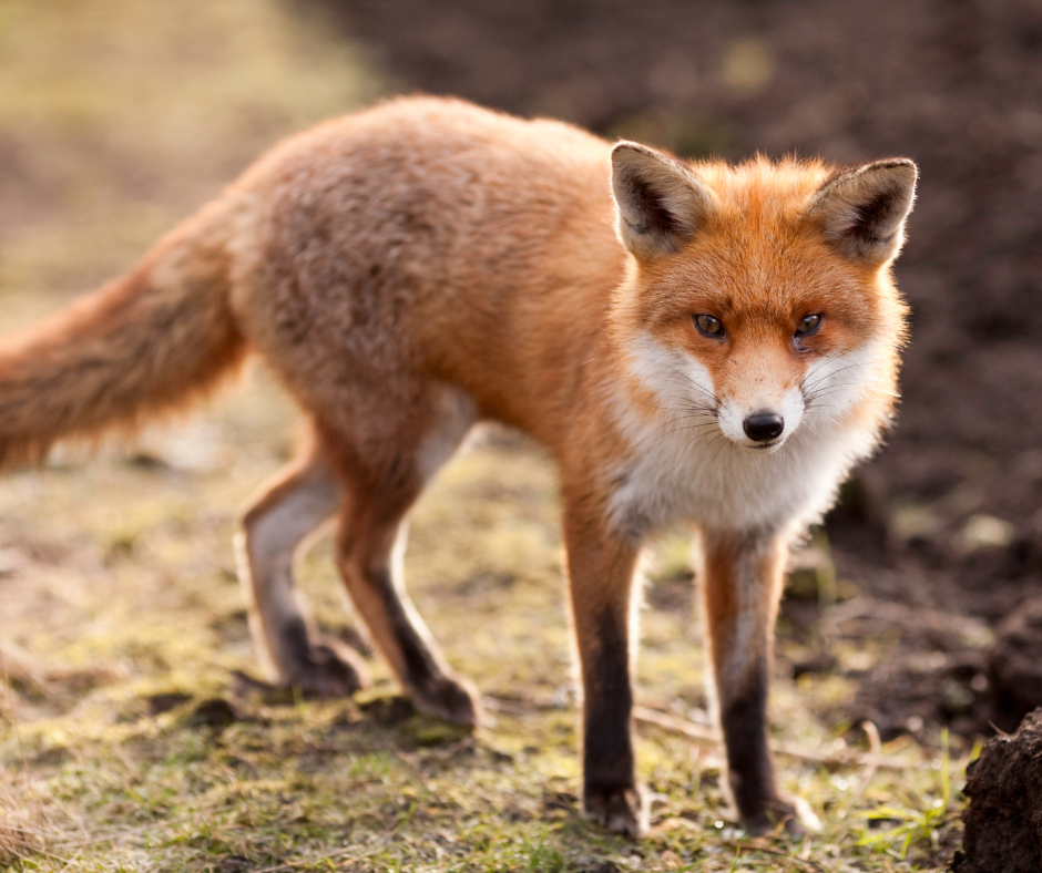 A fox roaming through a forest, highlighting the need for Don Valley Pest Management’s professional pest control in Doncaster to manage wildlife like foxes.