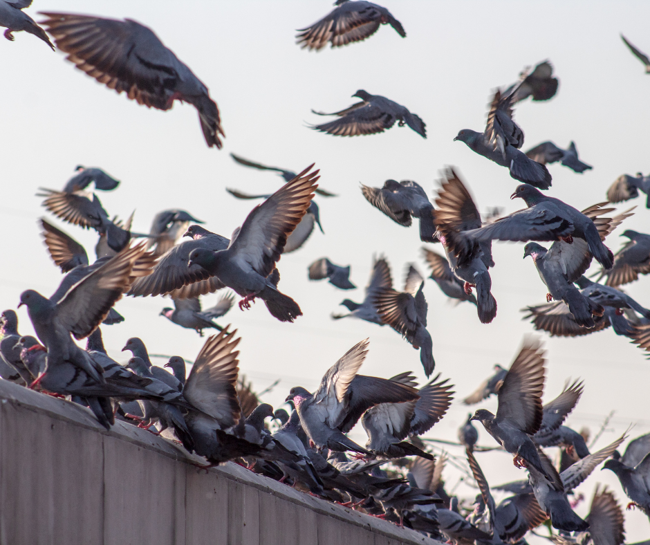 A large flock of pigeons gathering near a commercial building, demonstrating why Don Valley Pest Management provides effective pest control in Doncaster for businesses.