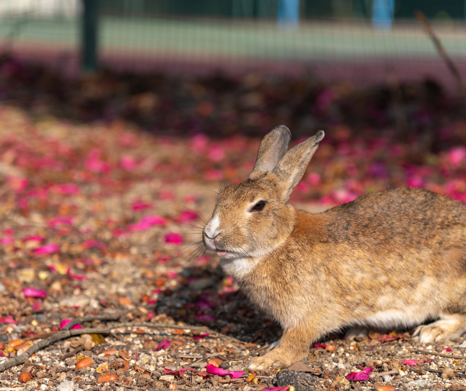 A rabbit in a farmer’s field, reinforcing the need for agricultural pest control in Doncaster from Don Valley Pest Management to prevent crop loss.