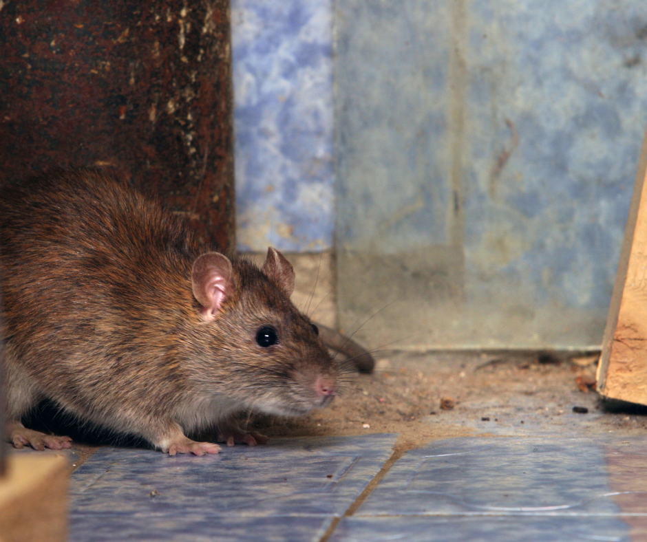 A rat scurrying along a kitchen floor, emphasizing the need for Don Valley Pest Management’s expert pest control in Doncaster to keep homes rodent-free.