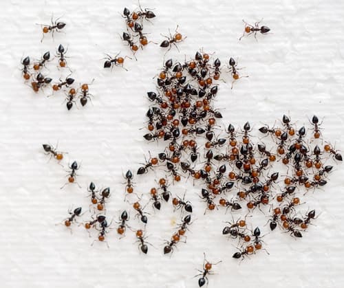 A trail of ants moving toward a food source, demonstrating why Don Valley Pest Management provides effective pest control in Doncaster to eliminate ants in your home.