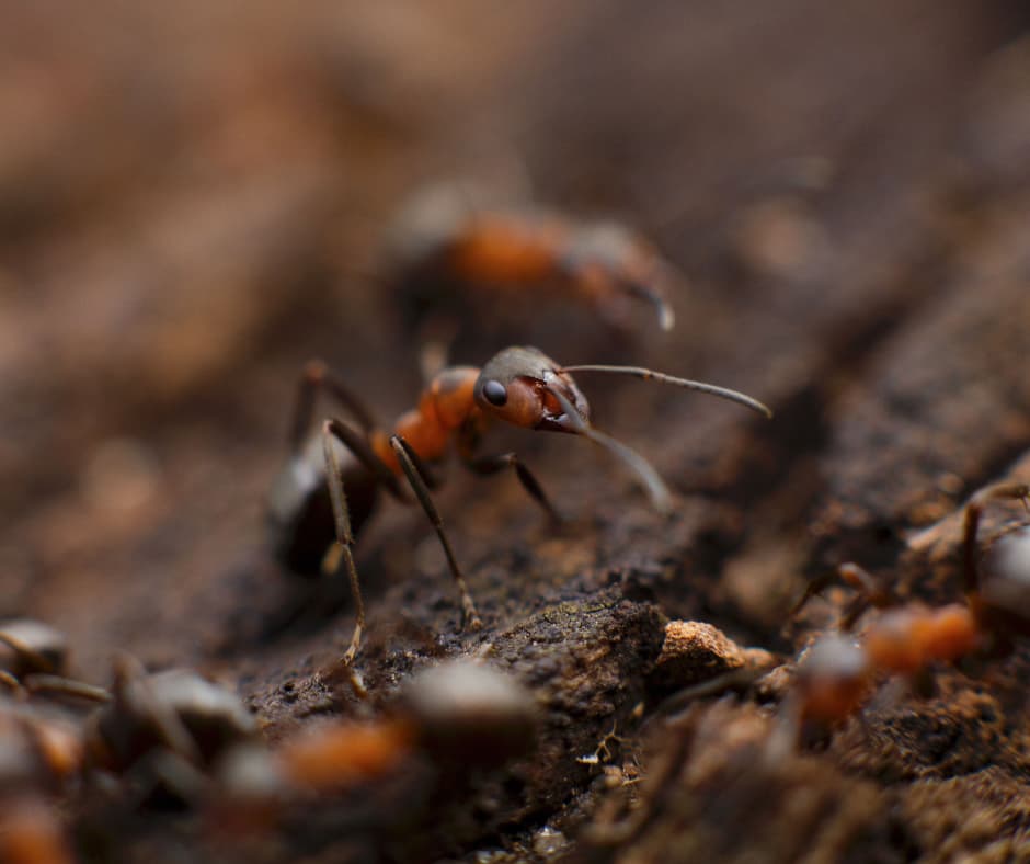 A close-up of an ant with visible details of its body, illustrating how Don Valley Pest Management’s pest control in Doncaster targets and removes ants at their source.