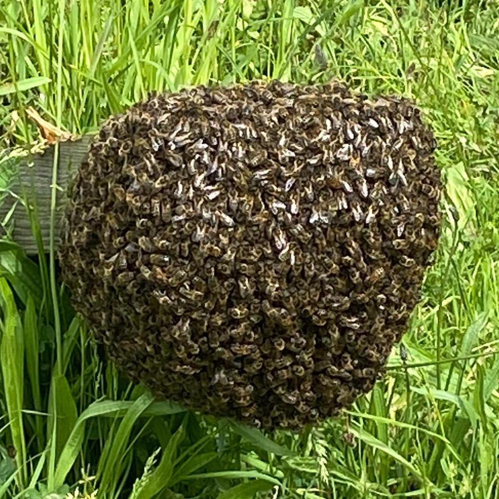 Honey Bee Swarm