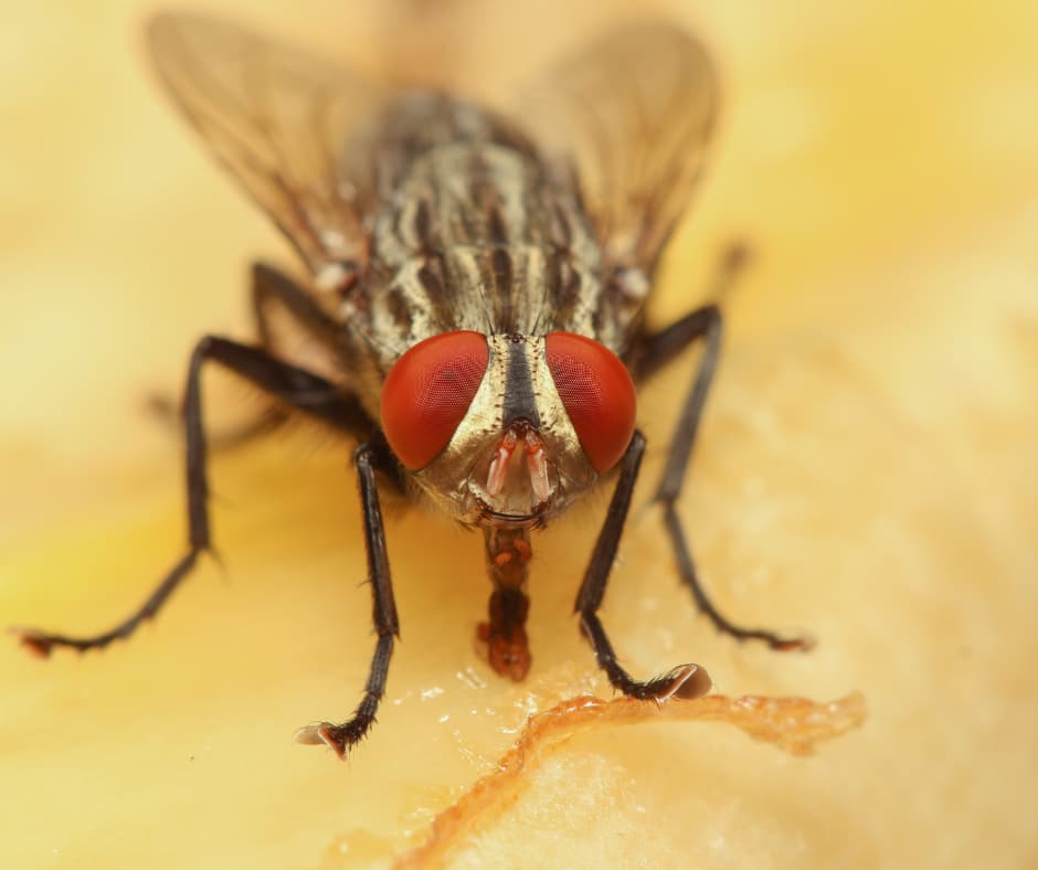 A close-up of a fly on a windowsill, emphasizing the need for Don Valley Pest Management’s expert pest control in Doncaster to prevent infestations.