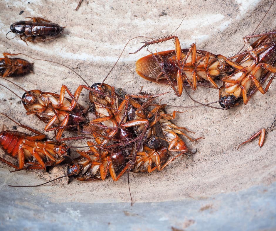 Several cockroaches crawling inside a bucket, illustrating the effectiveness of Don Valley Pest Management’s pest control in Doncaster to trap and remove unwanted pests