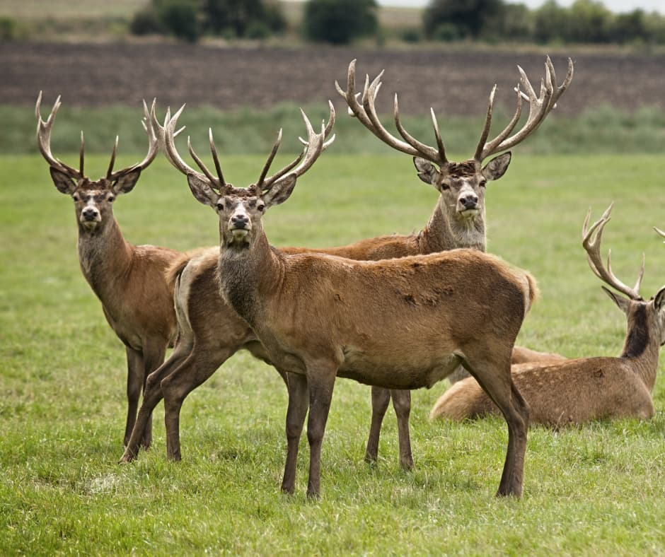 A deer grazing in a field, highlighting the need for Don Valley Pest Management’s expert pest control in Doncaster to manage wildlife and prevent damage to gardens.