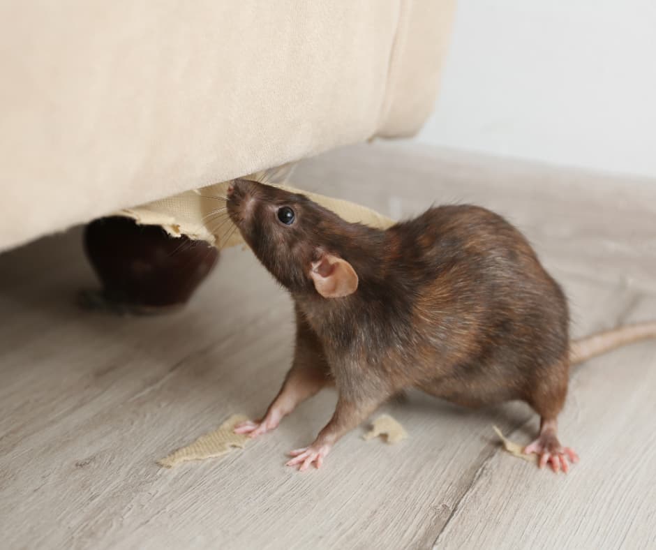 Rat chewing through sofa furniture—Don Valley Pest Control offers reliable rat removal and damage prevention services in Doncaster.