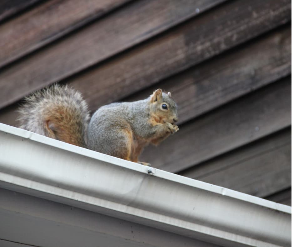 squirrels causing you bother like this squirrel perched on a roof. Call Don Valley pest control