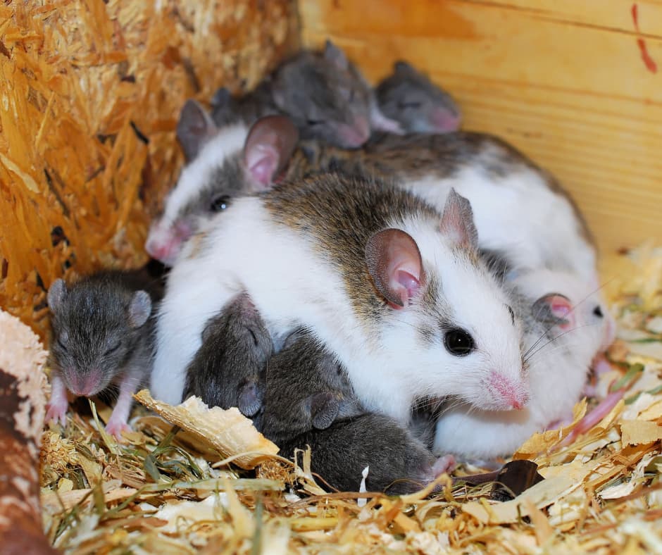 A group of mice in an attic, showing how Don Valley Pest Management helps homeowners and businesses with effective pest control in Doncaster to eliminate infestations.