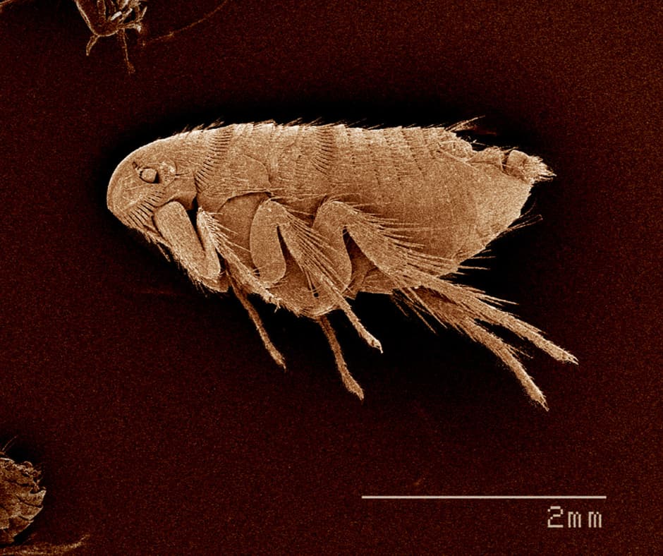 detailed image of a flea under a magnifying lens, showcasing how Don Valley Pest Management provides effective pest control in Doncaster to tackle microscopic pests.