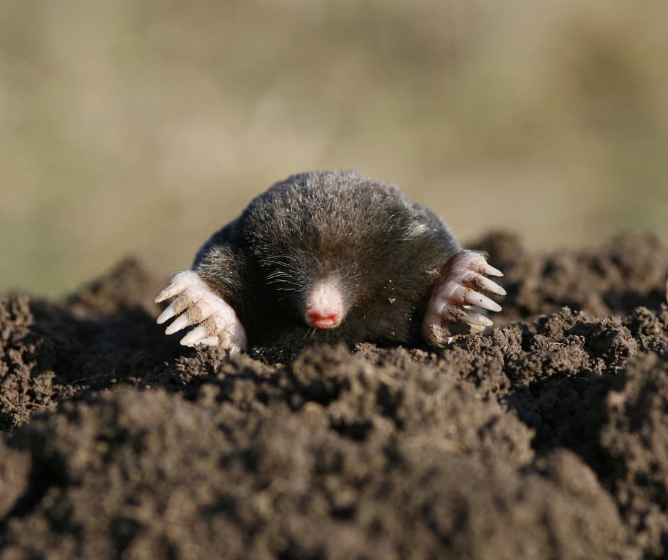 A mole emerging from a fresh mound of soil, emphasizing the need for Don Valley Pest Management’s expert pest control in Doncaster to protect lawns and gardens.