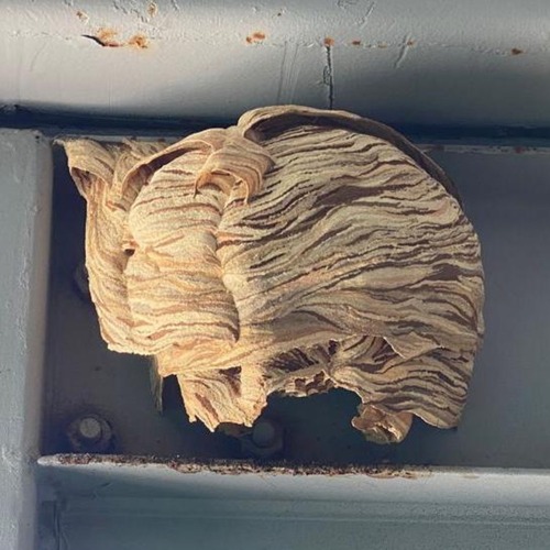 A wood hornet nest in a cupboard.
