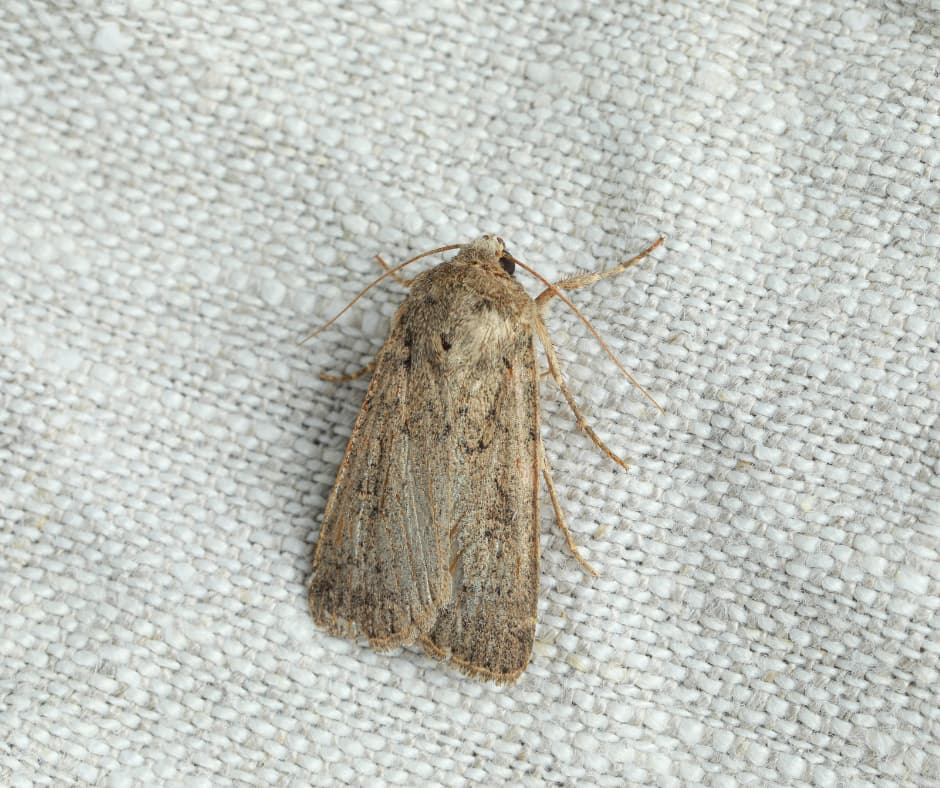 A moth resting on a wool sweater, emphasizing the need for Don Valley Pest Management’s expert pest control in Doncaster to protect clothing from damage.