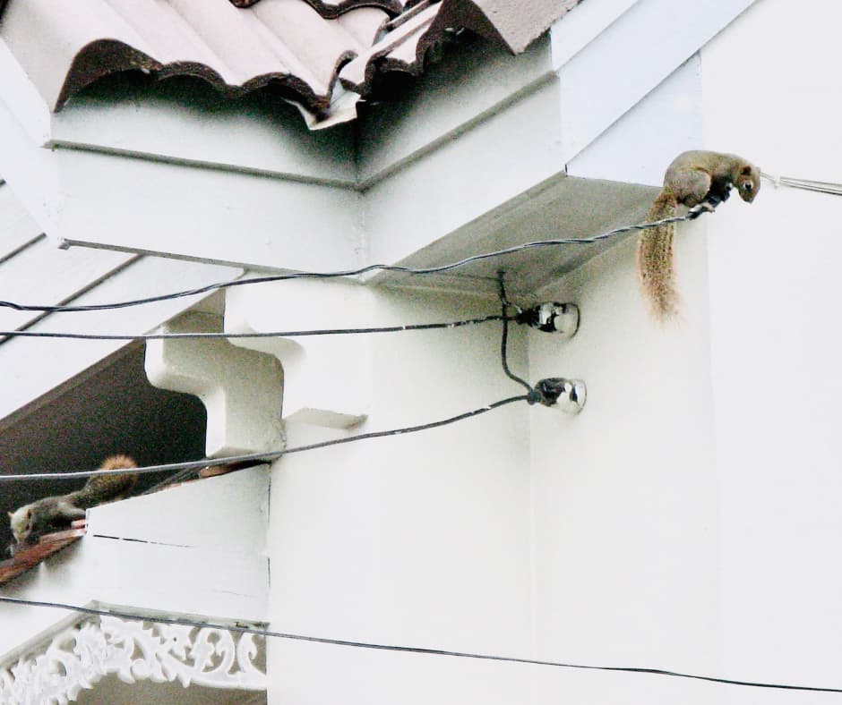 A squirrel chewing on wires, emphasizing the importance of Don Valley Pest Management’s pest control services in Doncaster to protect homes.