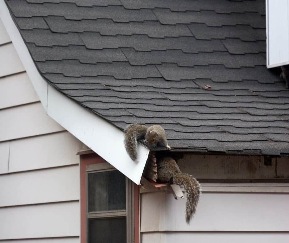 Two squirrels burrowing into the roof of a home.