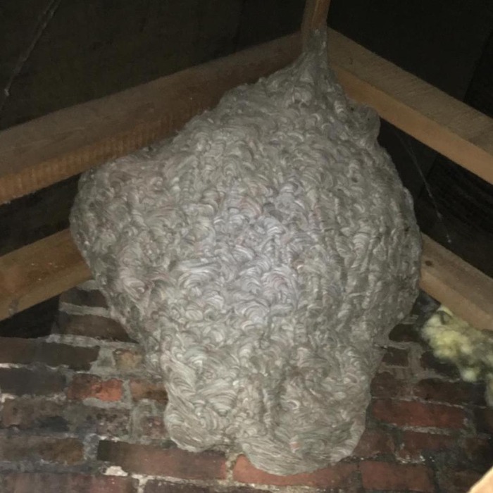 A wasp nest hanging in a roof.