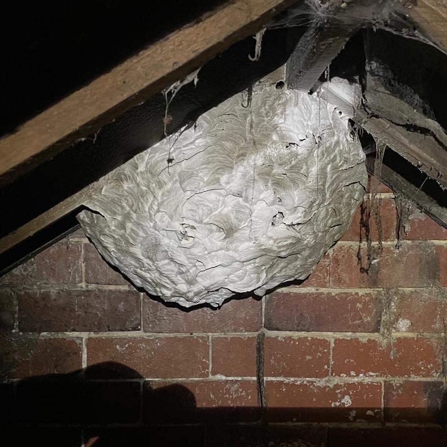 Wasp nest attached to the eaves in a loft.