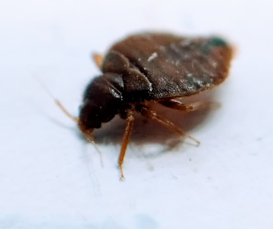 A close-up of a bed bug on a pillowcase, reinforcing the need for Don Valley Pest Management’s professional pest control in Doncaster to remove bed bugs and protect your home.