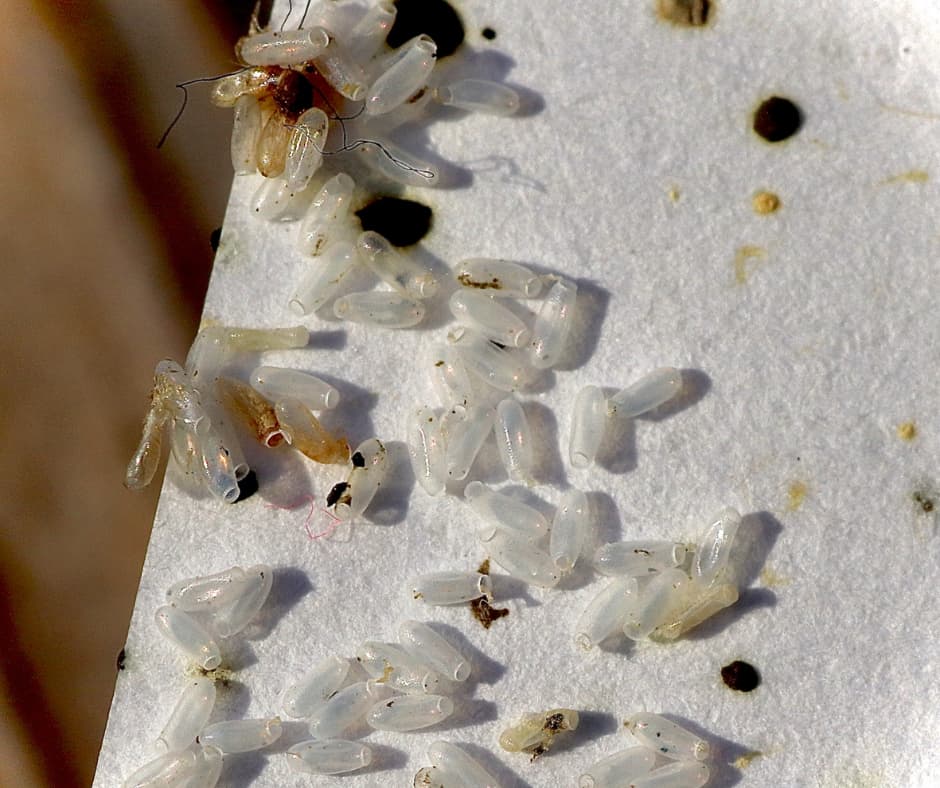 A close-up of bed bugs in the seams of a mattress, highlighting the importance of Don Valley Pest Management’s pest control services in Doncaster to treat hard-to-reach areas.