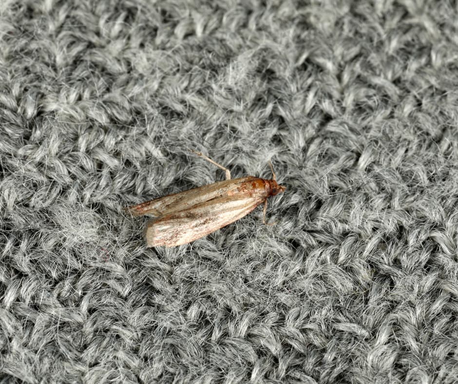 A moth laying eggs on fabric, showcasing the potential damage and the benefits of Don Valley Pest Management’s pest control in Doncaster.