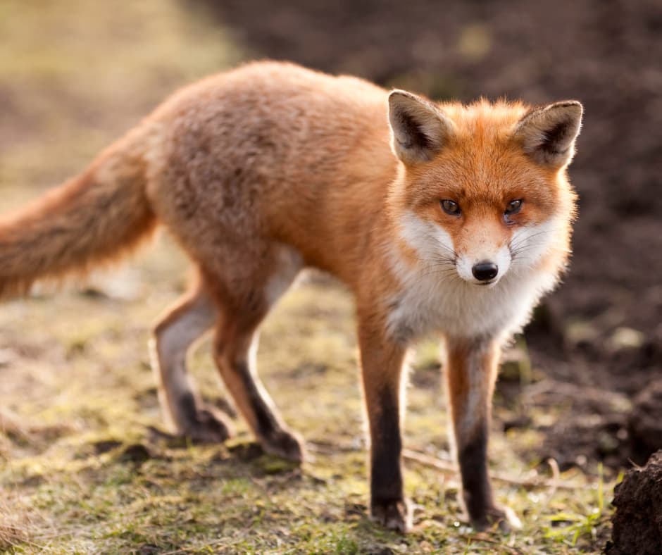 Fox Control
