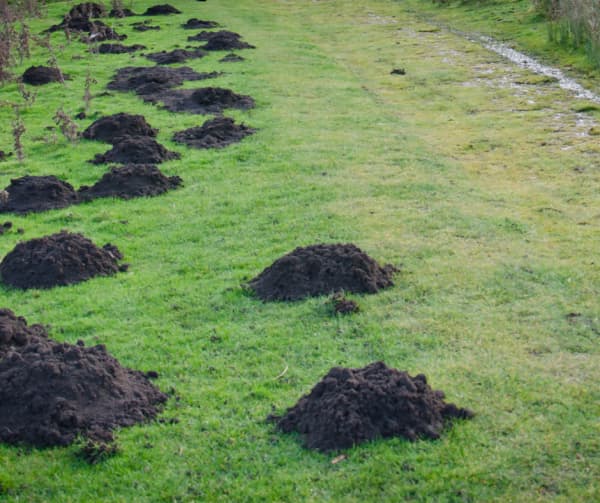 A series of molehills across a well-manicured lawn, showcasing how Don Valley Pest Management provides effective pest control in Doncaster to prevent turf damage.