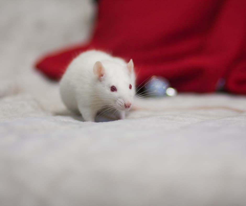 A mouse running along the baseboards of a living room, reminding residents that Don Valley Pest Management offers quick and reliable pest control in Doncaster.