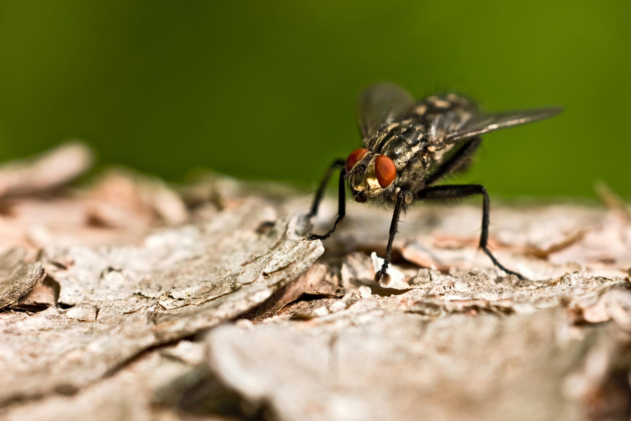 Close-up of a fly resting on tree bark, highlighting insect activity—Don Valley Pest Control offers expert fly control solutions in Doncaster.