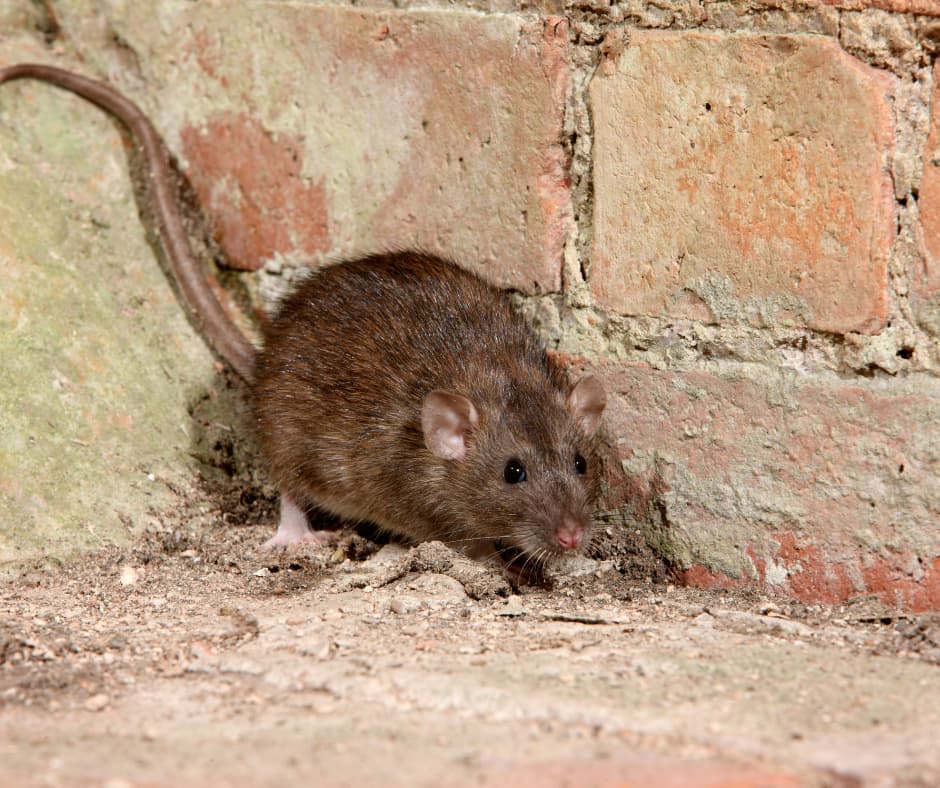A rat peeking out from a hole in a wall, reinforcing why homeowners trust Don Valley Pest Management for professional pest control in Doncaster.