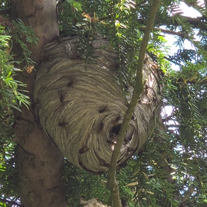 A wasp nest in a tree