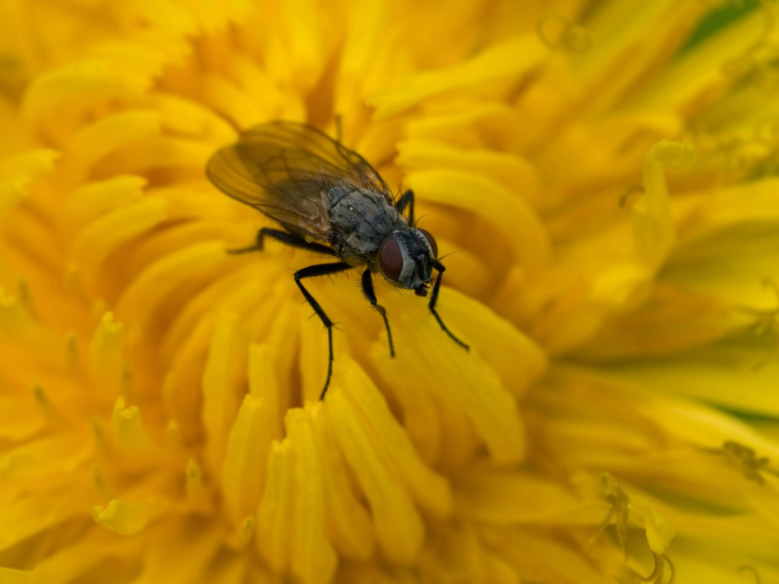 Fly perched on a yellow flower collecting nectar
