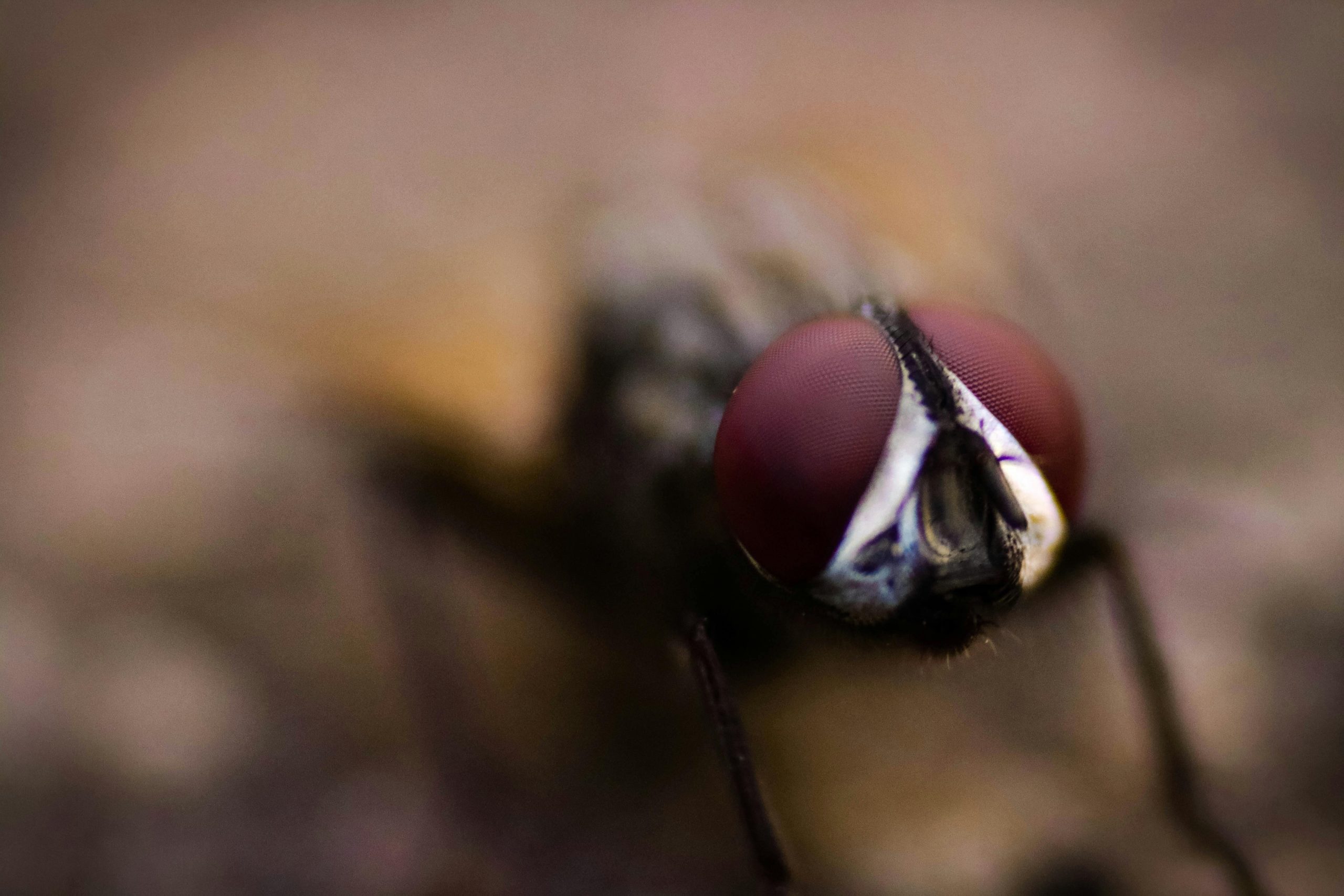 Close-up of a fly showing detailed wings and body features