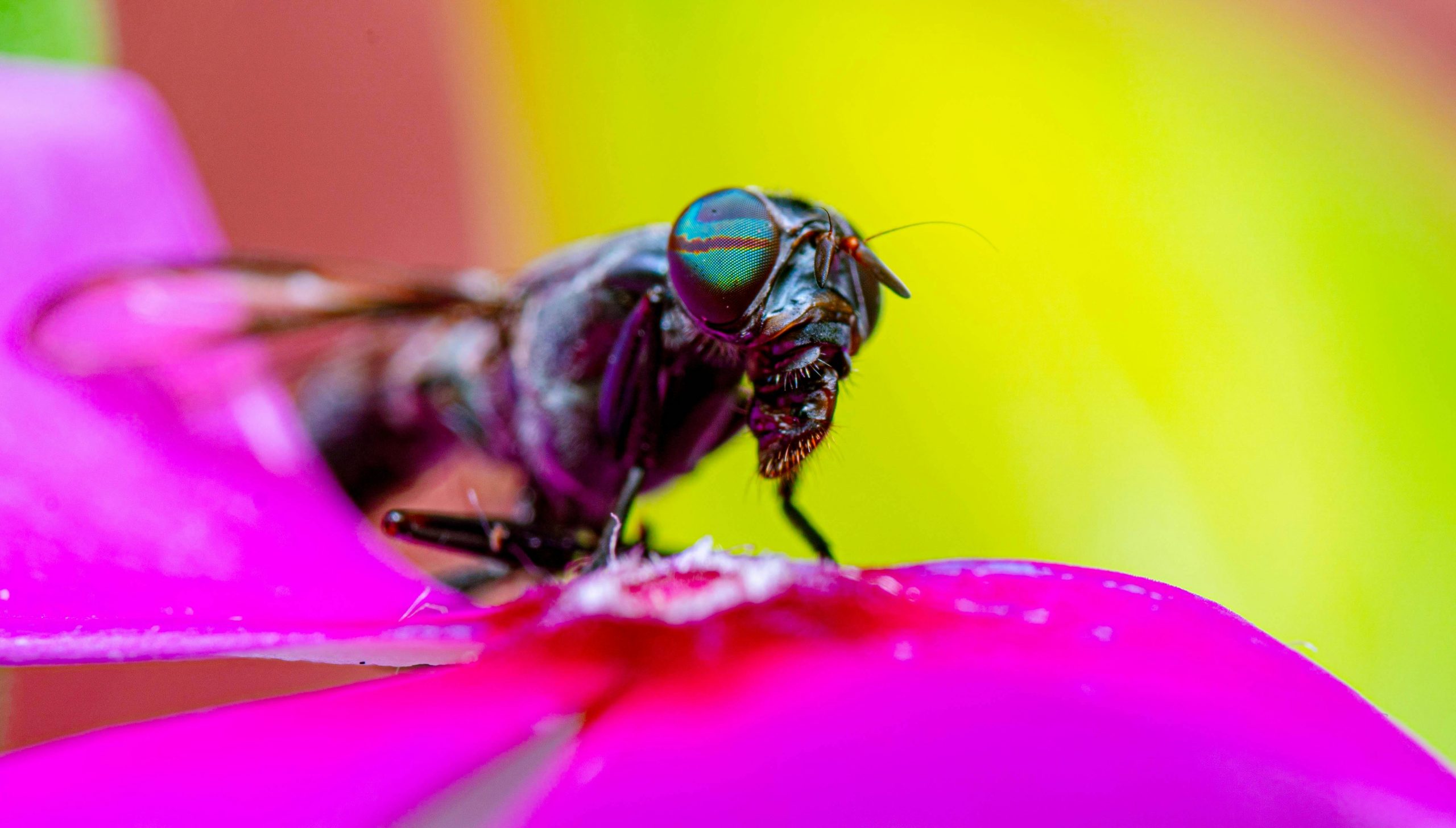 Fly resting on a pink flower petal in sunlight