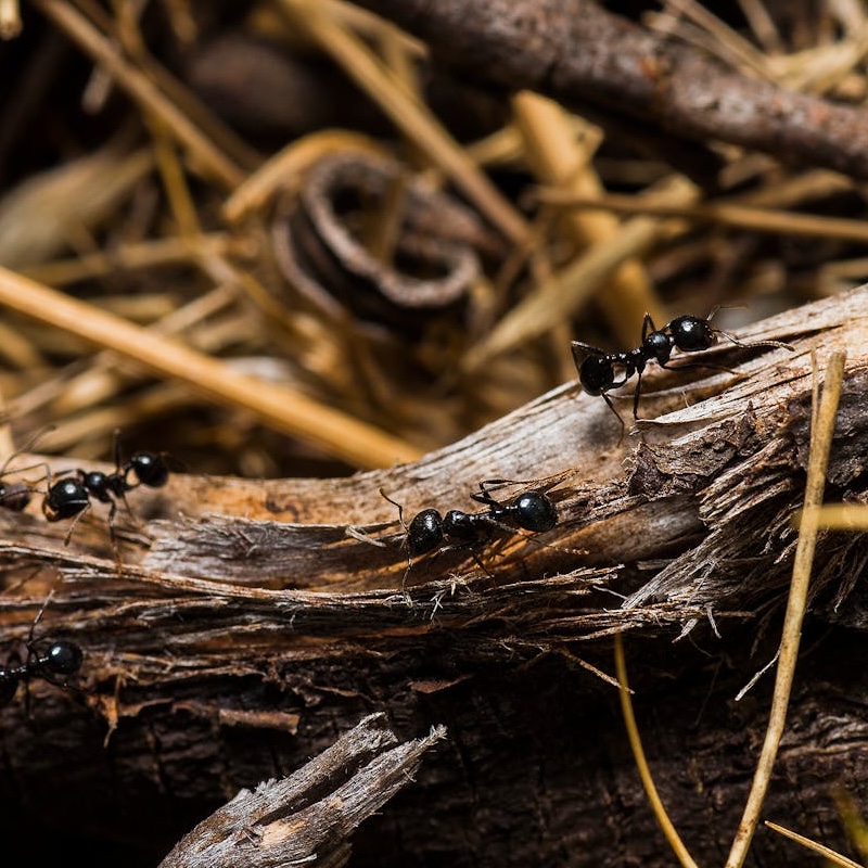 Ants crawling on a log 