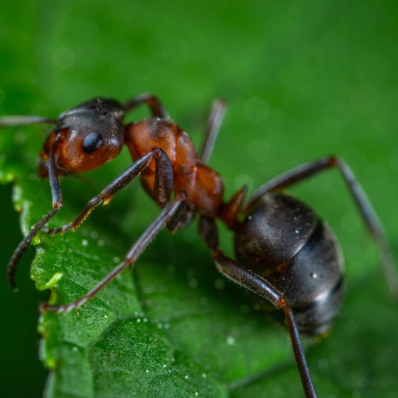 A red ant on a green leaf
