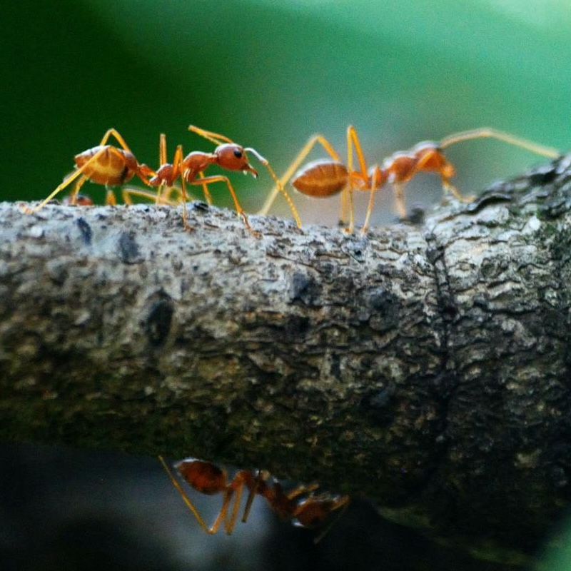 Red ants crawling along a brown log