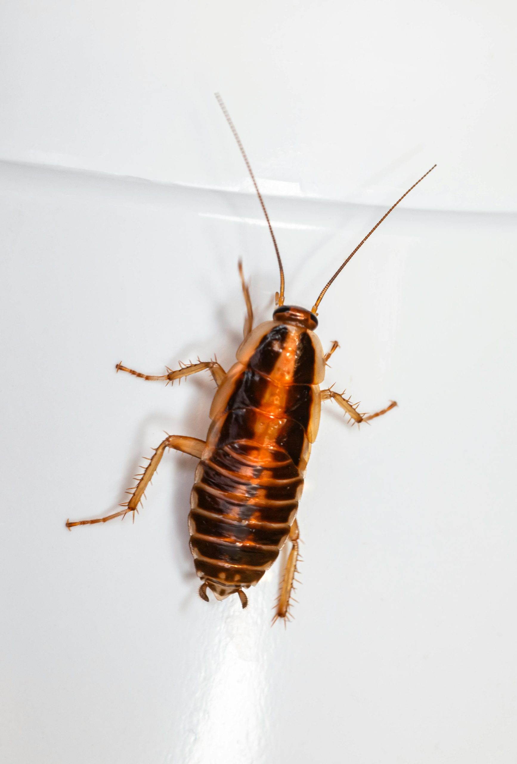 Close-up of a single cockroach on a kitchen floor