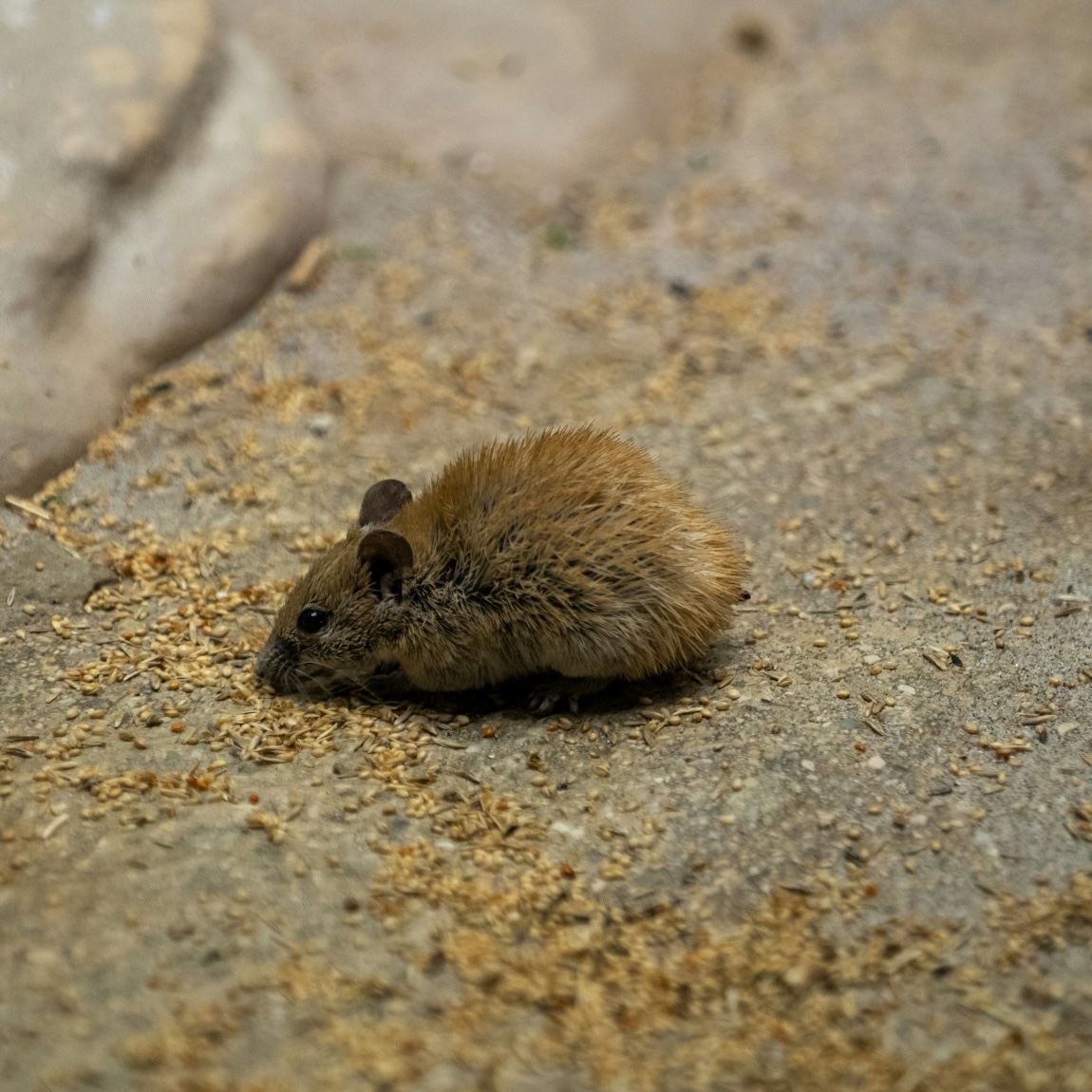 A small mouse on a floor