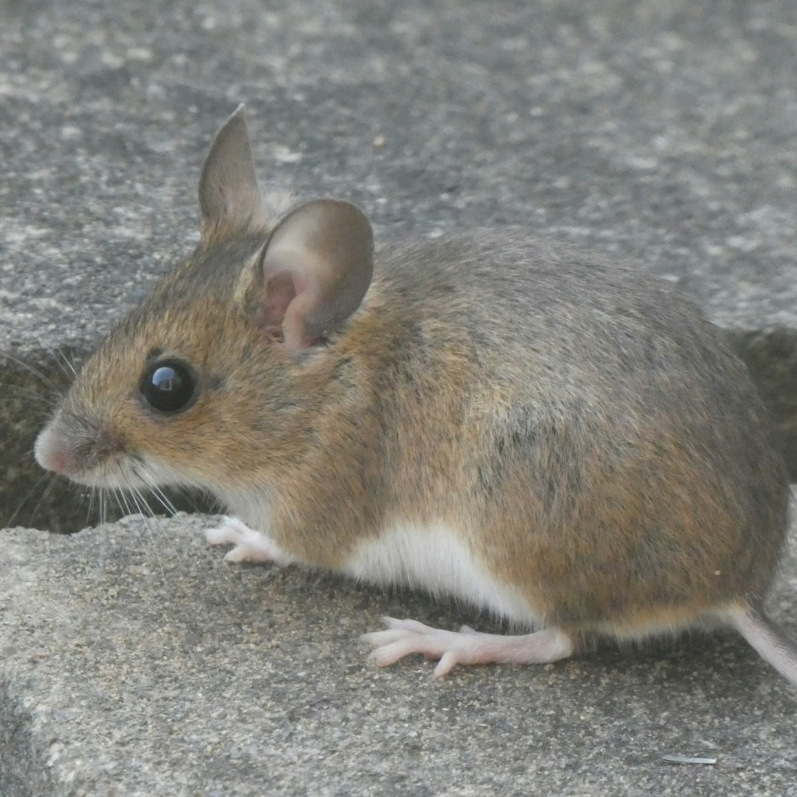 Mouse on a pavement