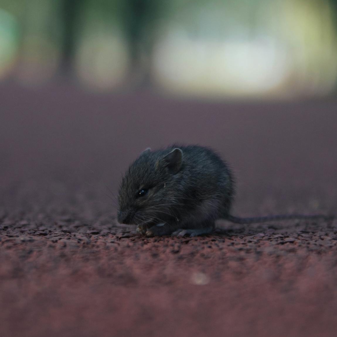 A baby mouse on the ground