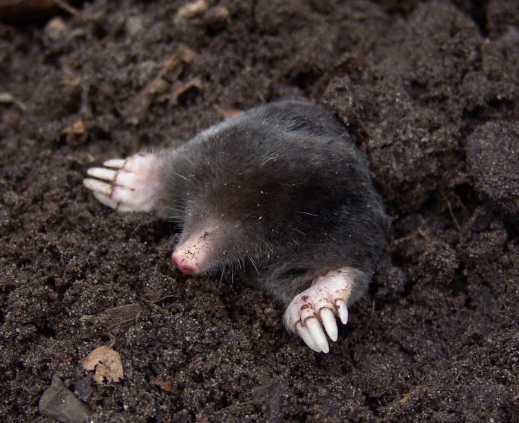 Mole digging its way out of the dirt