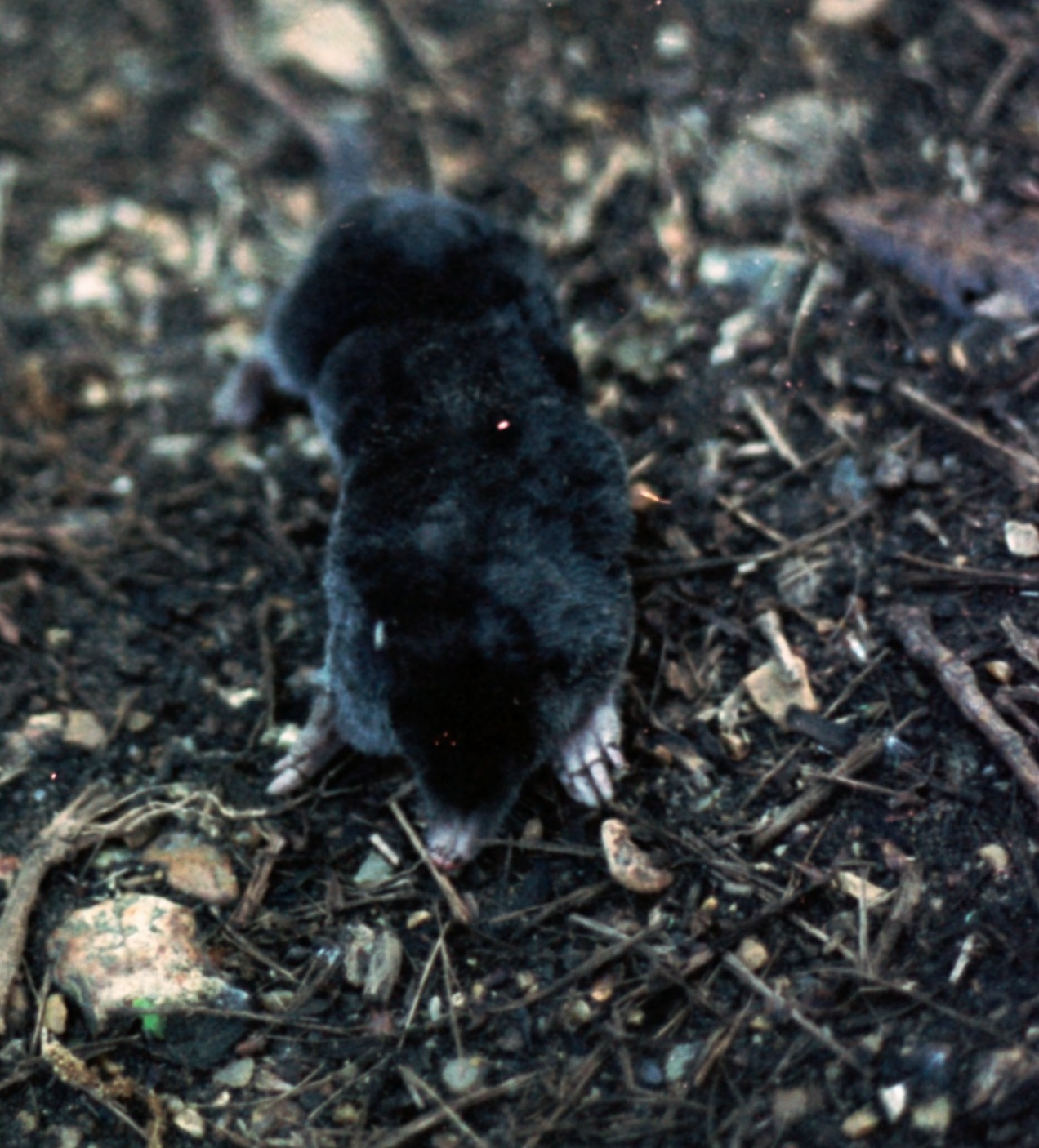 a mole lying on the ground