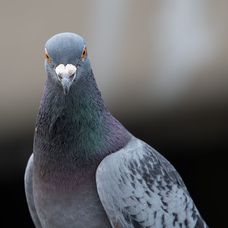 Pigeon staring face on to the camera 