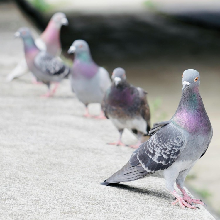 Pigeons on a concrete surface